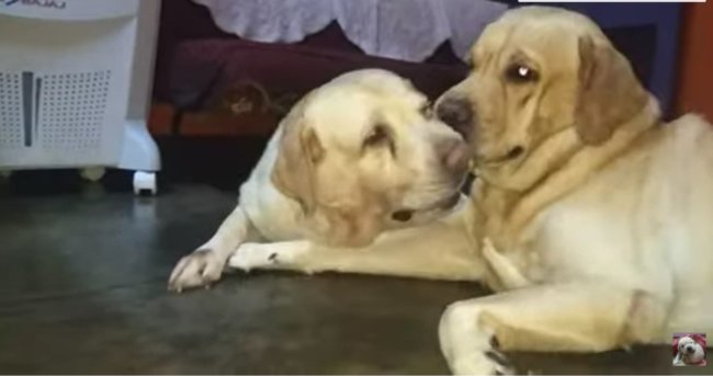 ラブラドールレトリーバー,動画