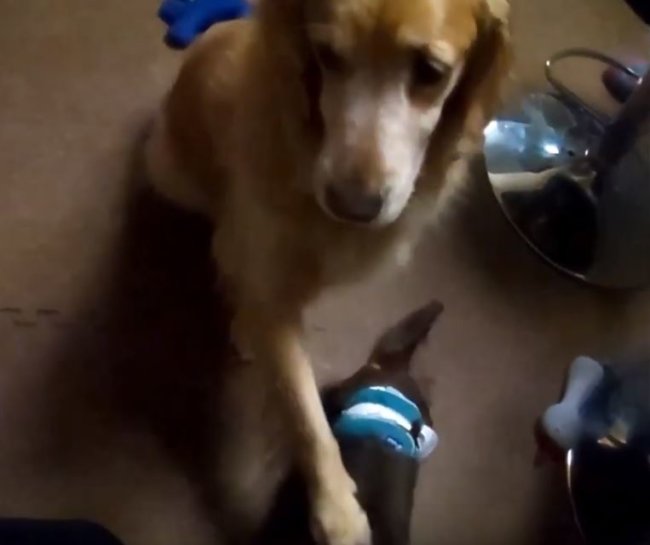 ゴールデンレトリーバー,動画