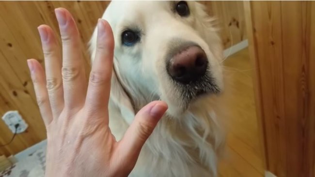 ゴールデンレトリーバー,動画