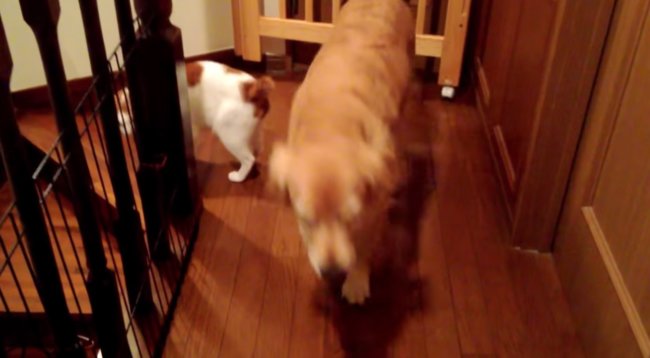 ゴールデンレトリーバー,動画