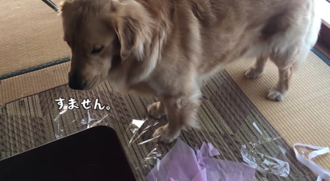 ゴールデンレトリーバー,動画