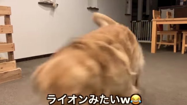 ゴールデンレトリーバー,動画