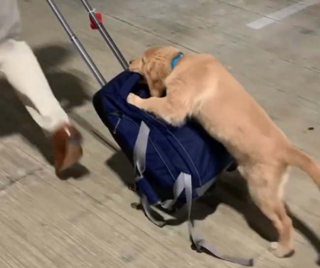 ゴールデンレトリーバー,動画