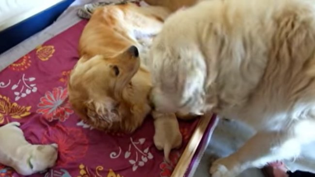 ゴールデンレトリーバー,動画