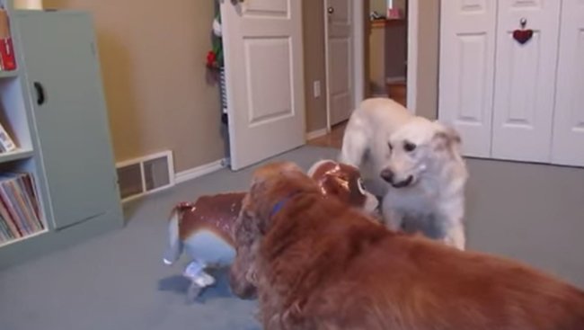 ゴールデンレトリーバー,動画