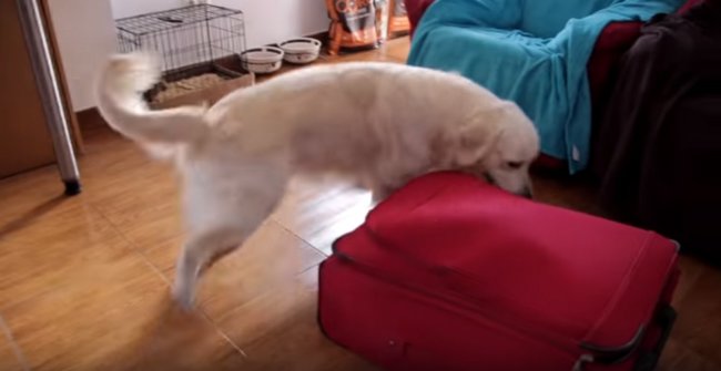 ゴールデンレトリーバー,動画