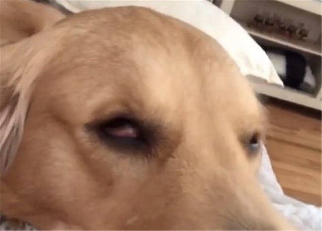 ゴールデンレトリーバー,動画