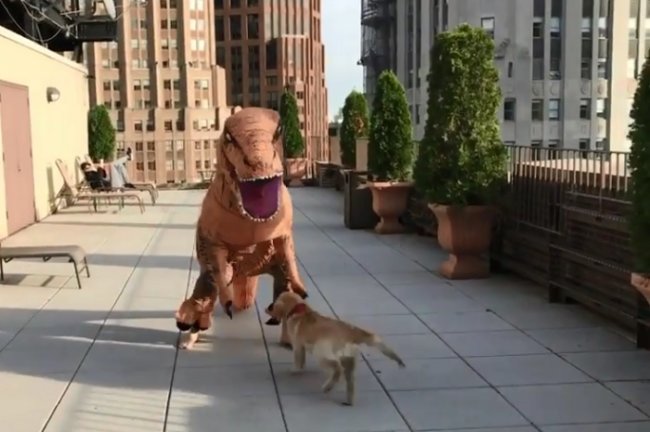 ゴールデンレトリーバー,動画