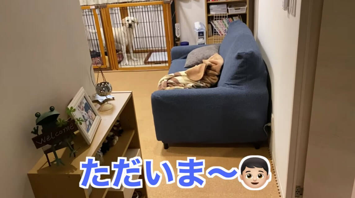 ラブラドールレトリーバー,動画