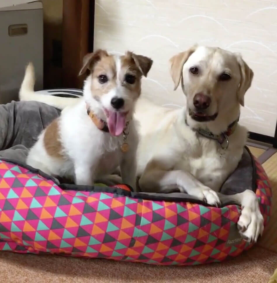 ラブラドールレトリーバー,動画