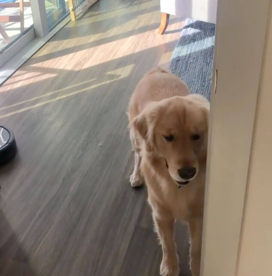 ゴールデンレトリーバー,動画