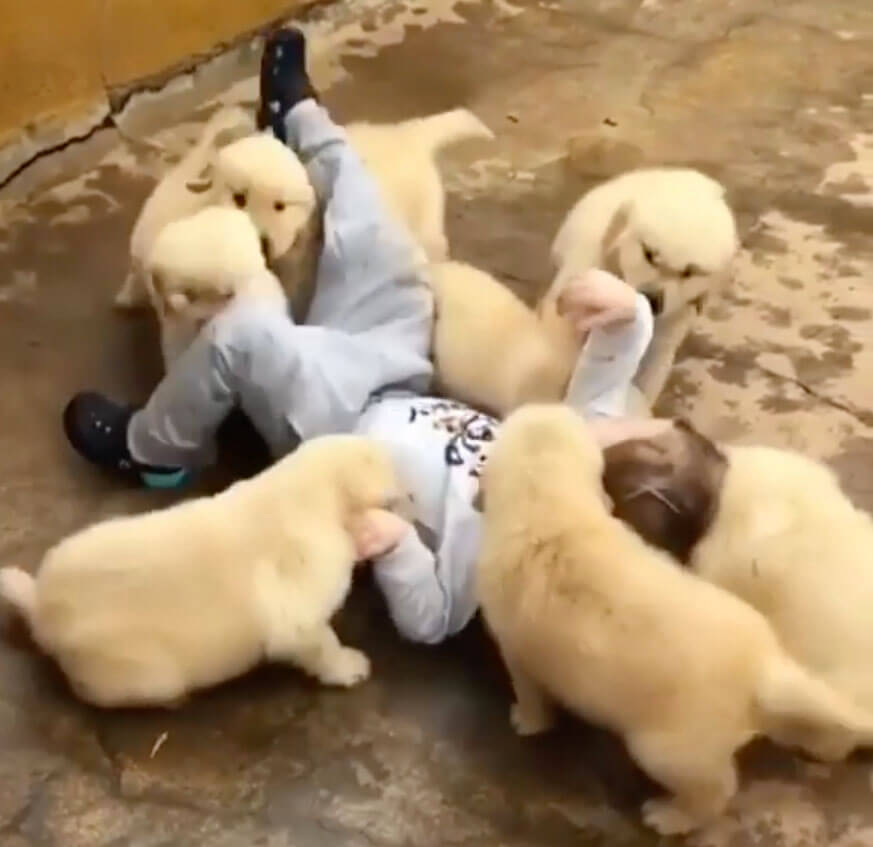 ゴールデンレトリーバー,動画