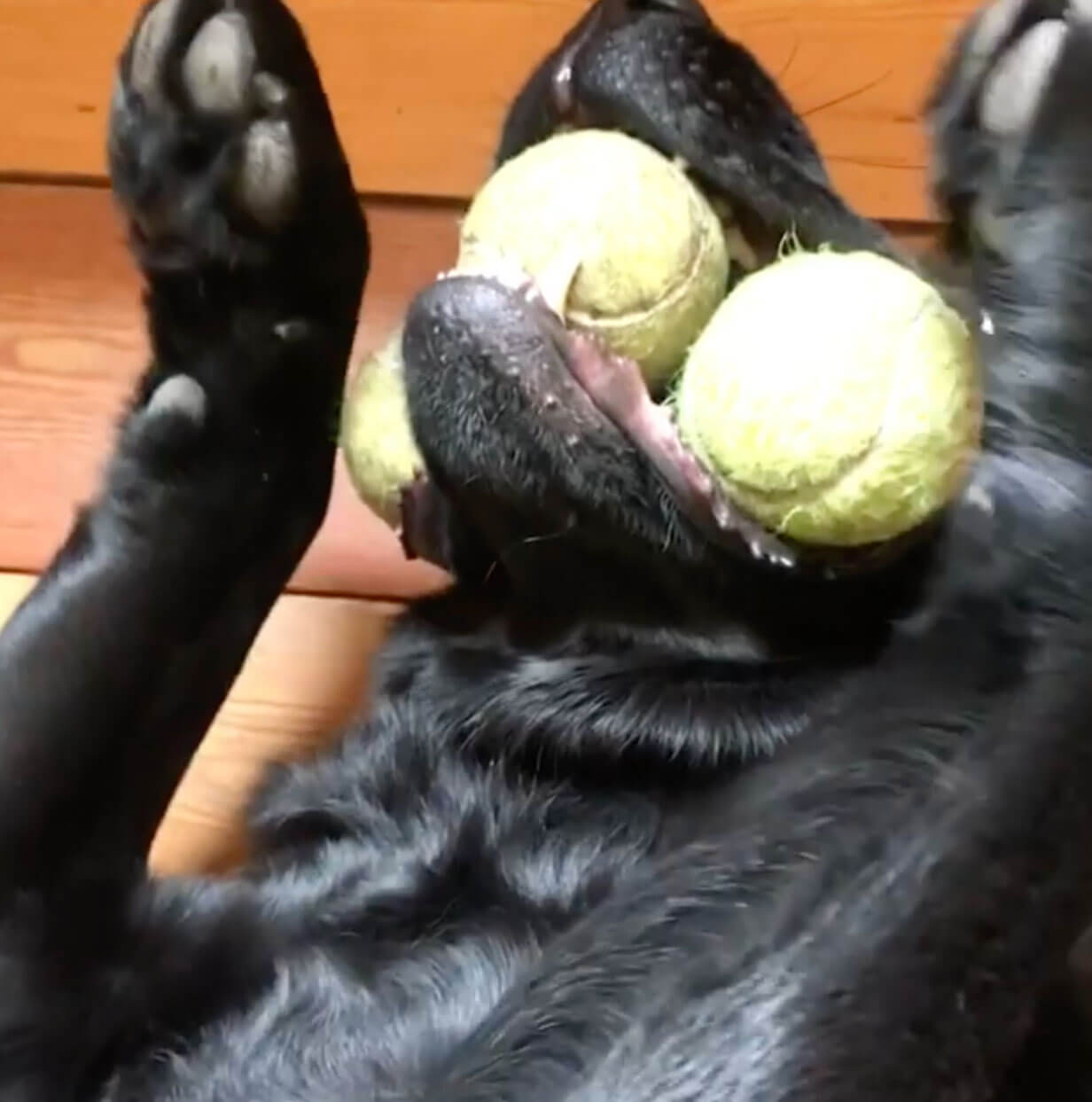 ラブラドールレトリーバー,動画