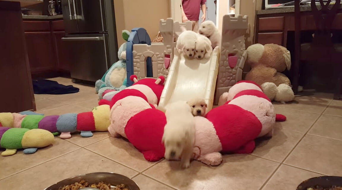 ゴールデンレトリーバー,動画