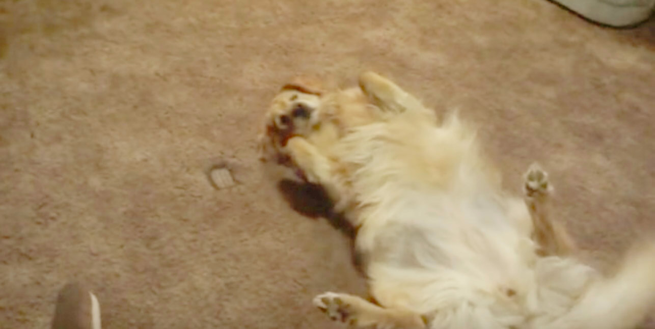 ゴールデンレトリーバー,動画