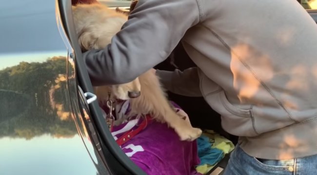 ゴールデンレトリーバー,動画