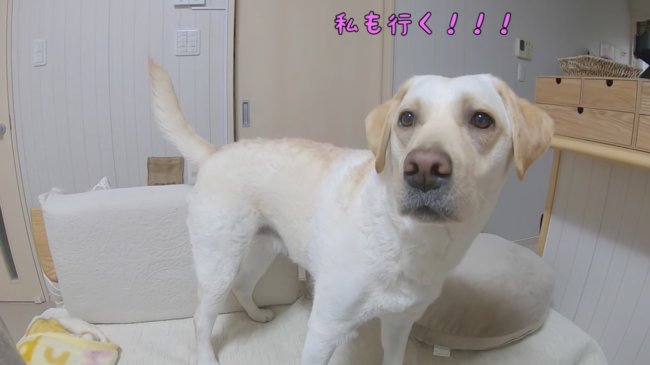 ラブラドールレトリーバー,動画