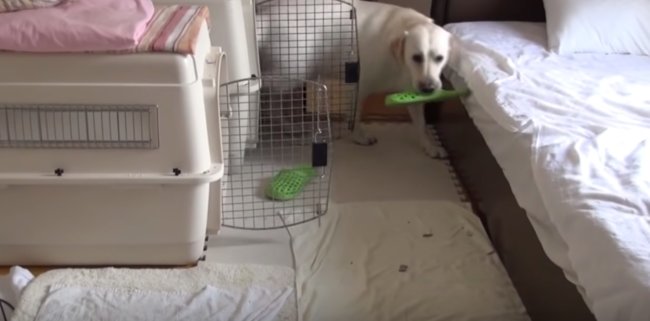 ラブラドールレトリーバー,動画