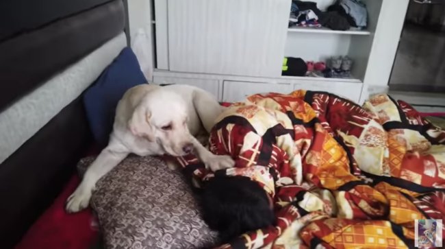 ラブラドールレトリーバー,動画