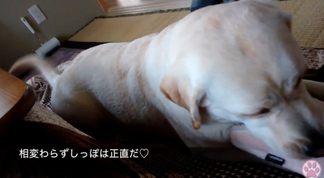 ラブラドールレトリーバー,動画