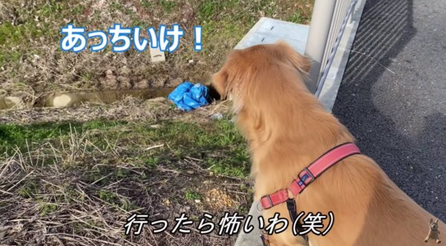 ゴールデンレトリーバー,動画