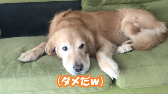 ゴールデンレトリーバー,動画