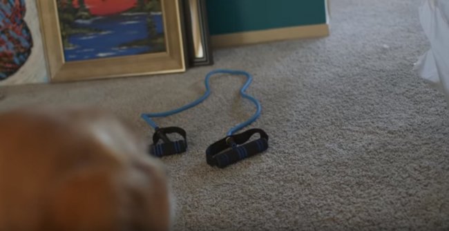 ゴールデンレトリーバー,動画