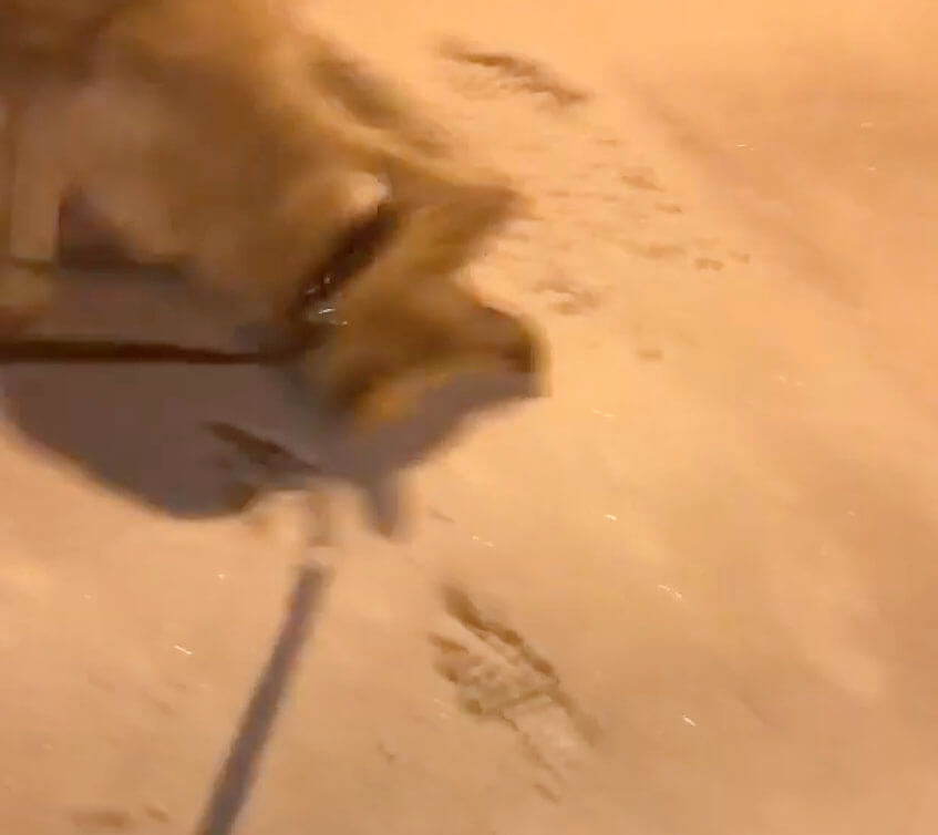 ラブラドールレトリーバー,動画