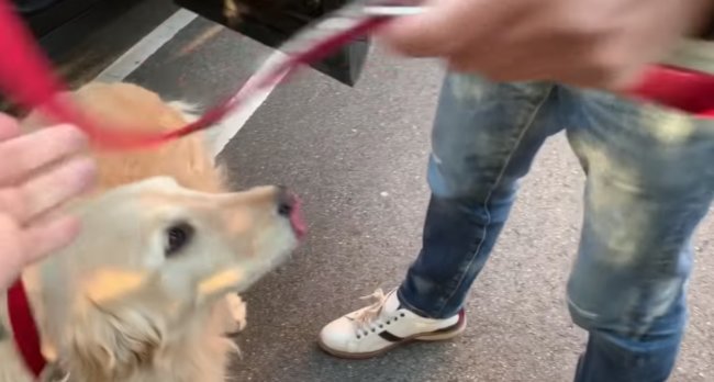 ゴールデンレトリーバー,動画