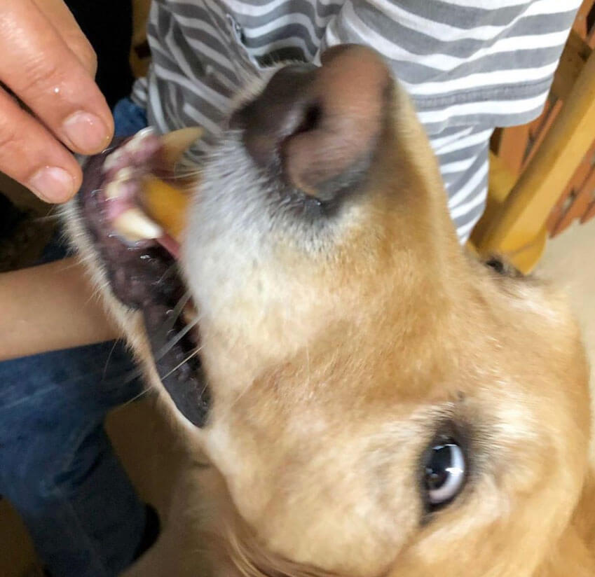 ゴールデンレトリーバー,動画