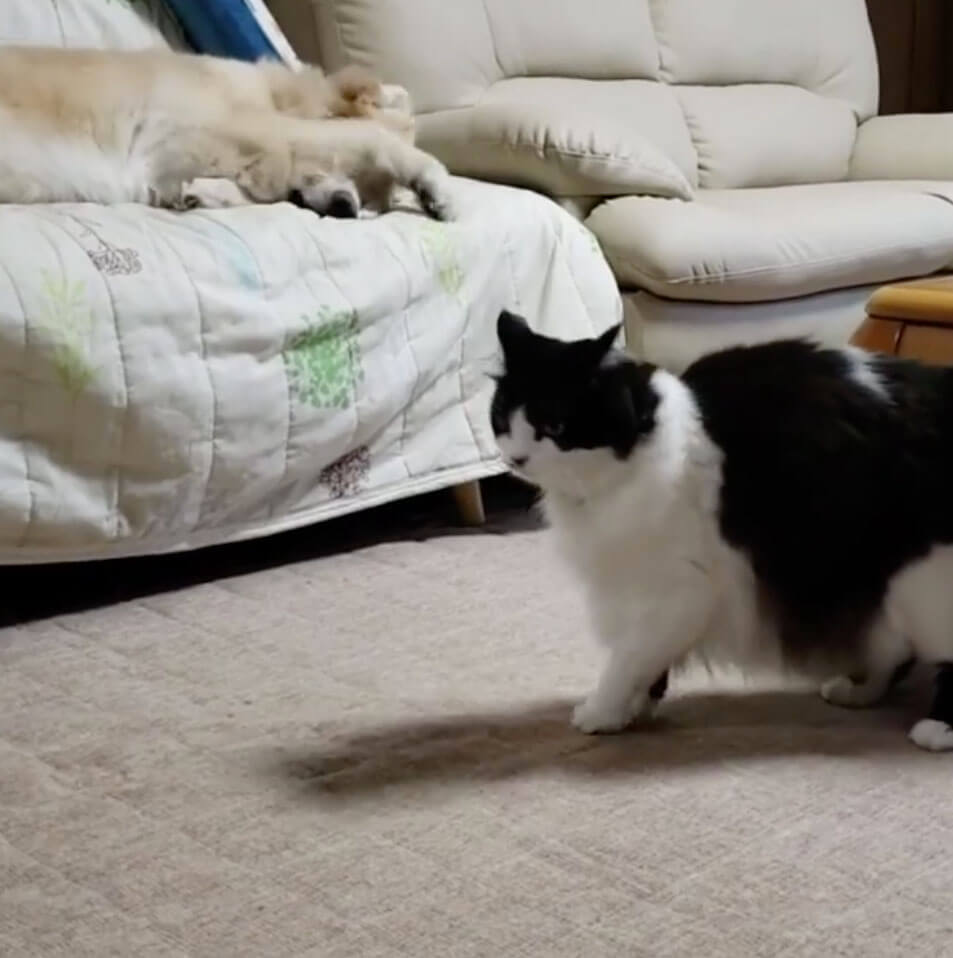 ゴールデンレトリーバー,動画