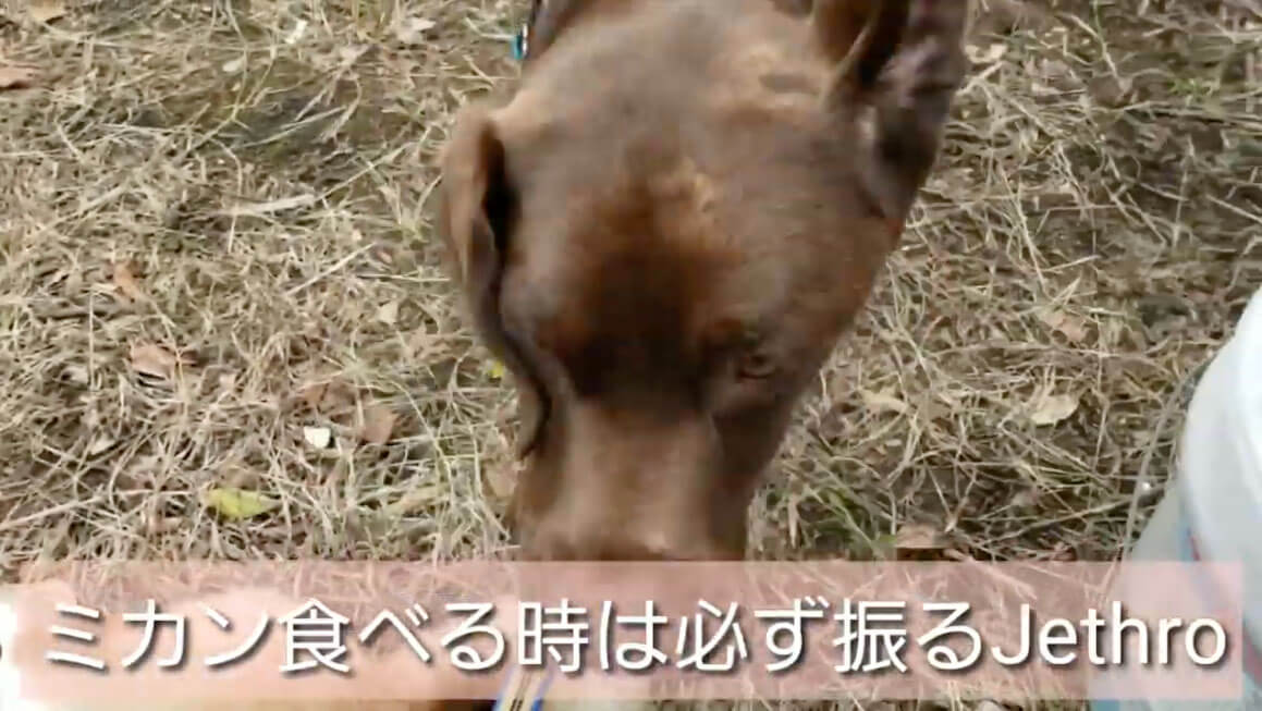 ラブラドールレトリーバー,動画