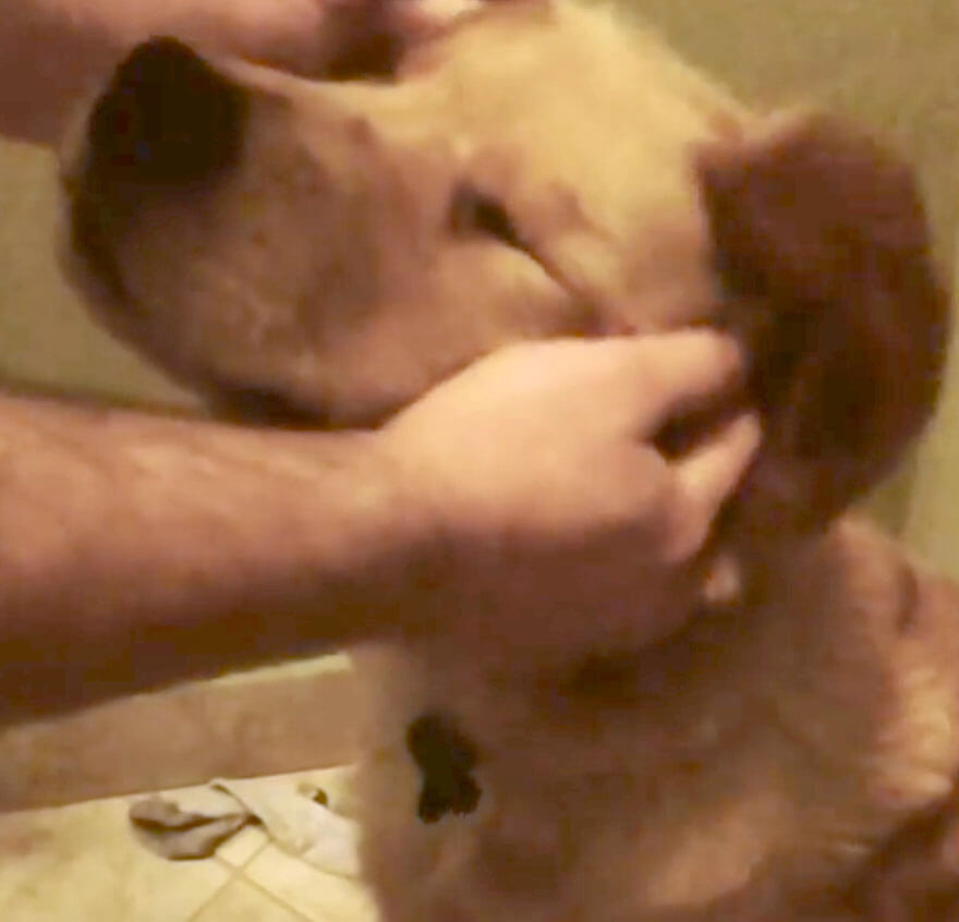 ゴールデンレトリーバー,動画