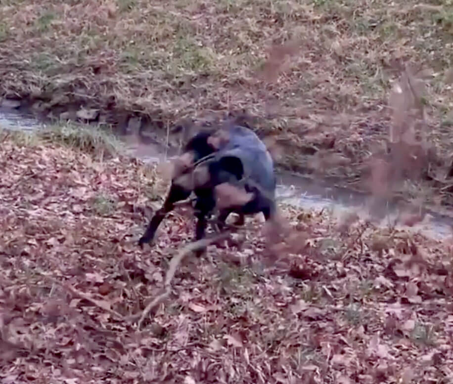 ラブラドールレトリーバー,動画