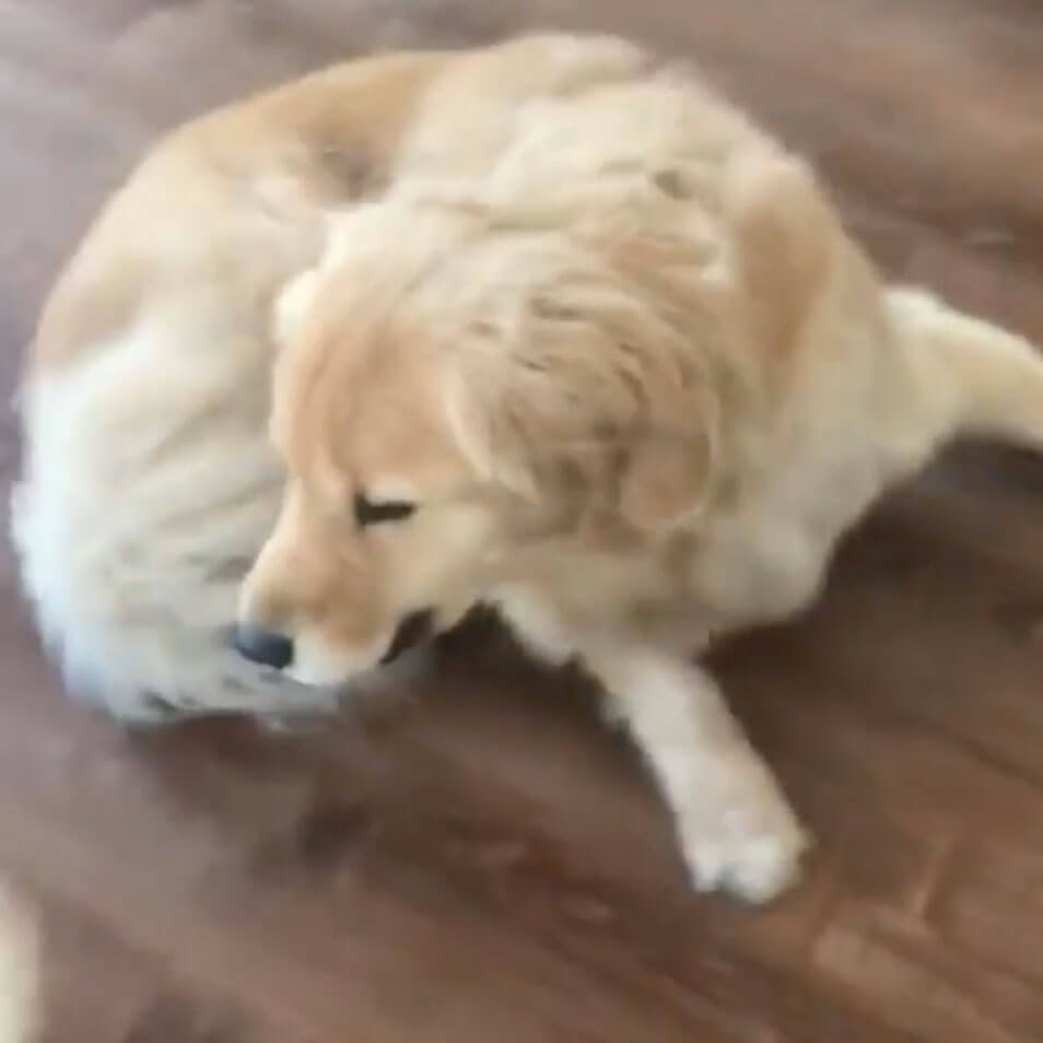 ゴールデンレトリーバー,動画