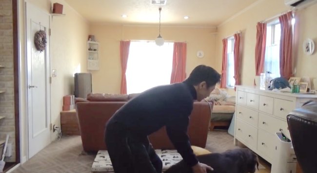 ラブラドールレトリーバー,動画