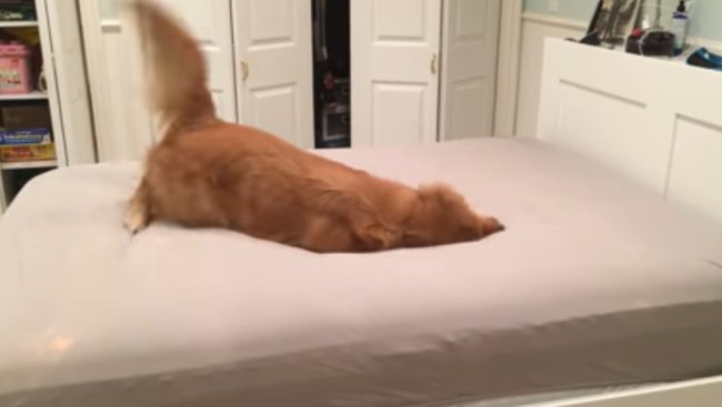 ゴールデンレトリーバー,動画