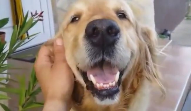 ゴールデンレトリーバー,動画