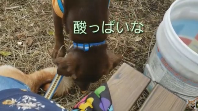 ラブラドールレトリーバー,動画