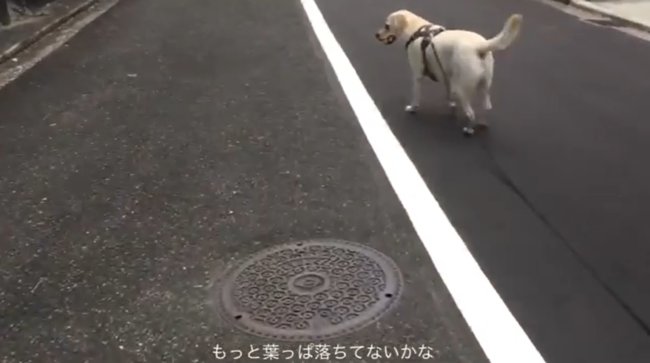 ラブラドールレトリーバー,動画