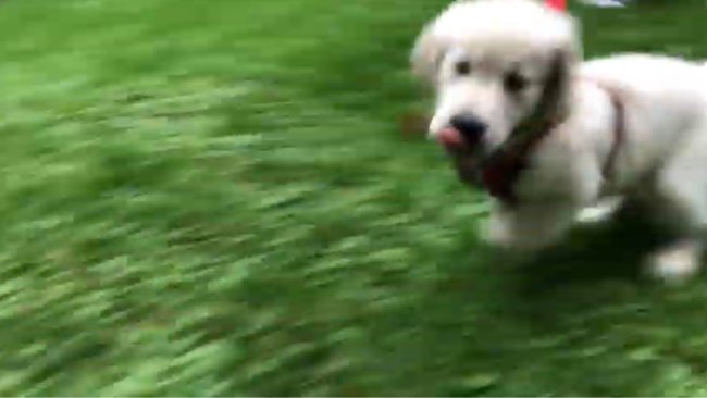 ラブラドールレトリーバー,動画