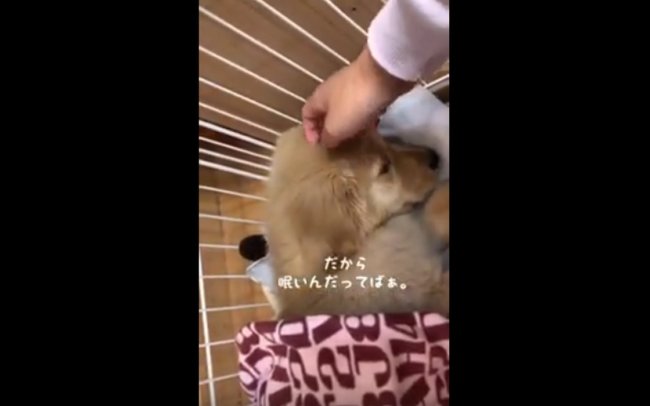 ゴールデンレトリーバー,動画