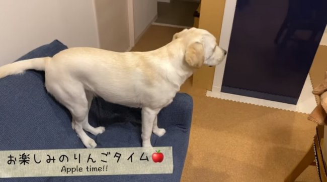 ラブラドールレトリーバー,動画