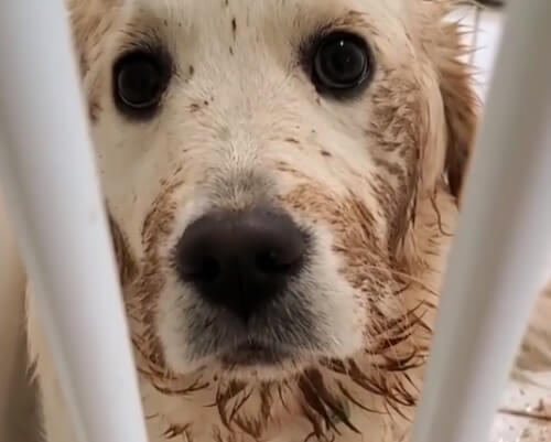 ラブラドールレトリーバー,動画