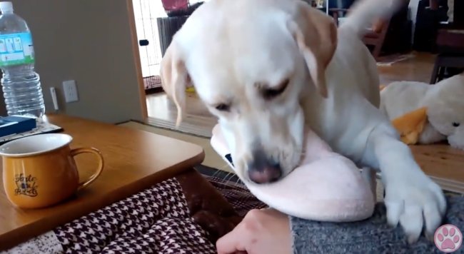 ラブラドールレトリーバー,動画