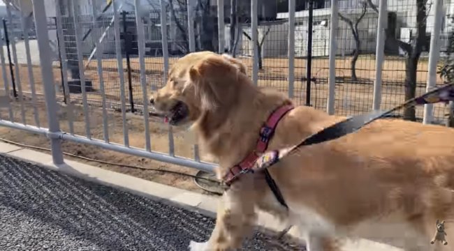 ゴールデンレトリーバー,動画