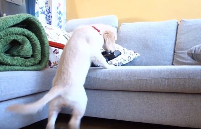 ゴールデンレトリーバー,動画