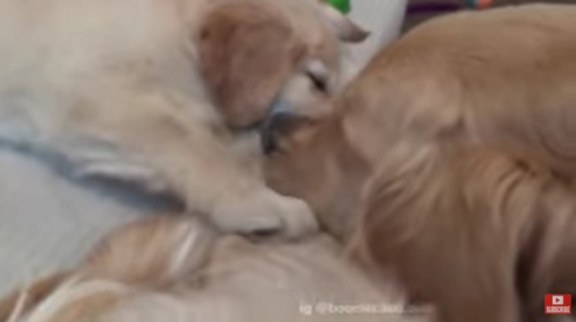 ゴールデンレトリーバー,動画