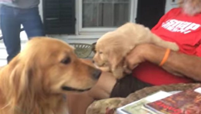 ゴールデンレトリーバー,動画