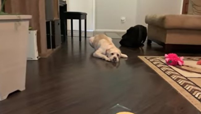 ラブラドールレトリーバー,動画